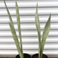Snake Plant ' Moonshine'