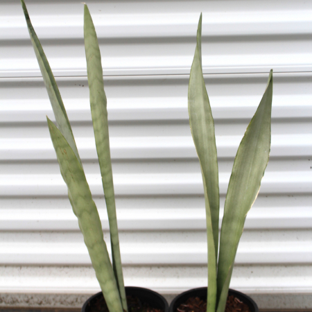 Snake Plant ' Moonshine'