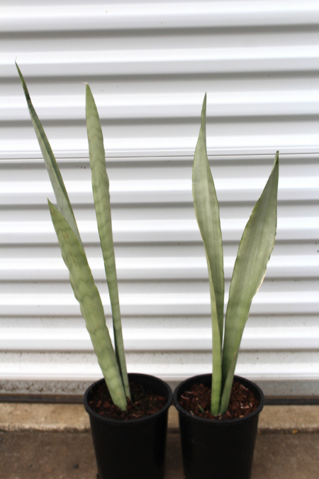 Snake Plant ' Moonshine'