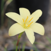 Zephyranthes dichromantha | Two-colored Rain Lily seeds