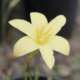 Zephyranthes dichromantha | Two-colored Rain Lily seeds