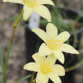 Two-colored Rain Lily flowers
