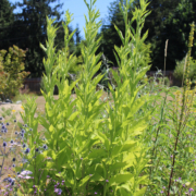 Common Wingstem seeds