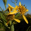 Common Wingstem flowers