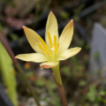 Rare Zephyranthes-dichromantha seeds