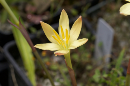 Rare Zephyranthes-dichromantha seeds
