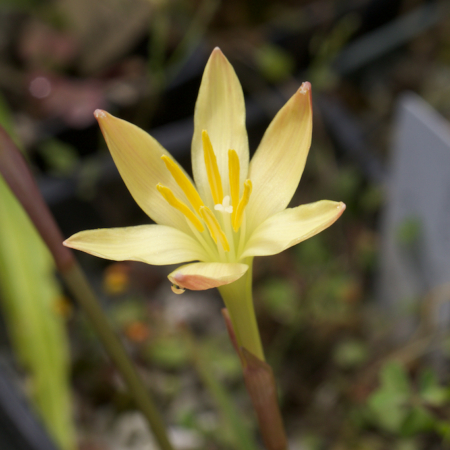 Rare Zephyranthes-dichromantha seeds