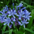 Brilliant Blue agapanthus Lily of the Valley seeds