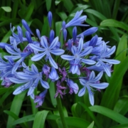 Brilliant Blue agapanthus Lily of the Valley seeds