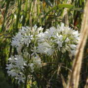 Lily of the Nile Shona
