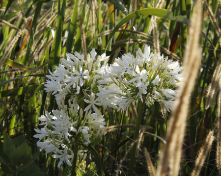 Lily of the Nile Shona
