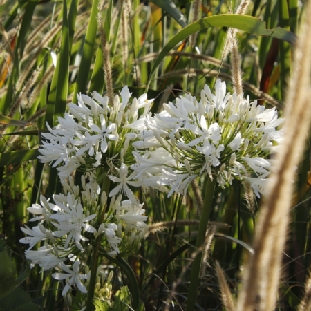 Lily of the Nile Shona
