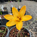 Zephyranthes tubispatha  | Rio Grande Copper Lily seeds