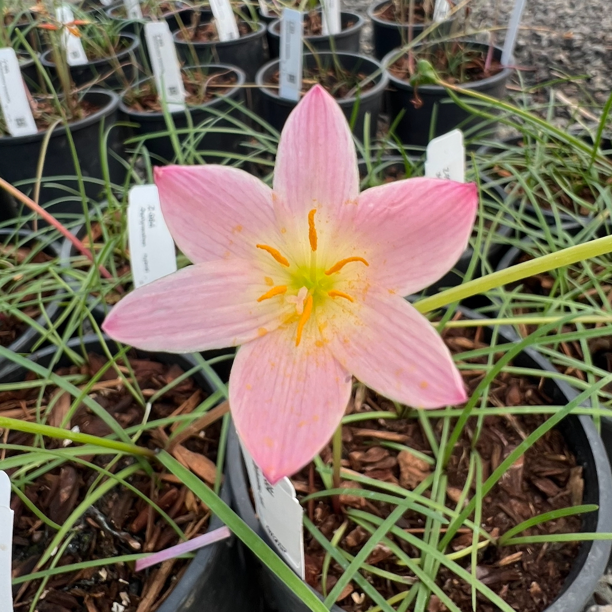 バルーンきんちゃく♡Lilly 他2点 Lily, Rain hybrid 'Sunset Strain' – A Thousand Flowers