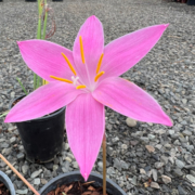 Zephyranthes macrosiphon 'Hidalga form'