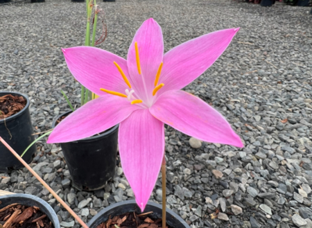 Zephyranthes macrosiphon 'Hidalga form'