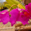 Cattleya Orchid hybrid Rhyncholaeliocattleya