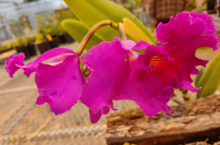 Cattleya Orchid hybrid Rhyncholaeliocattleya