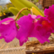 Cattleya Orchid hybrid Rhyncholaeliocattleya