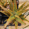 Aloe hybrid | Aloe 'Christmas Carol' rooted plant
