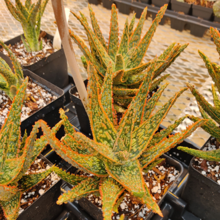 'Christmas Carol' Aloe hybrid