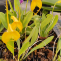 Masdevallia Orchid 'Golden Butterfly'plant