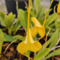 Masdevallia hybrid | Kite Orchid 'Golden Butterfly' flowers