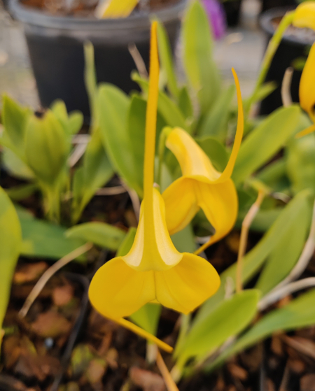 Masdevallia hybrid | Kite Orchid 'Golden Butterfly' flowers