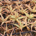Aloe 'Christmas Carol' rooted plants