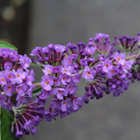 Asian moon Buddleja sterile flowers