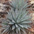 Rosette of Agave yellow flowered