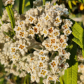 Knappii Buddleja plant