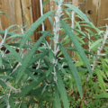Knapps Butterfly Bush foliage