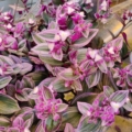 Tradescantia fluminensis (Tradescantia albiflora)| White Wandering Jew 'Nanouk'