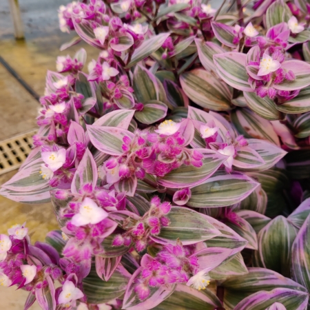 Tradescantia albiflora | White Wandering Jew 'Nanouk' plant