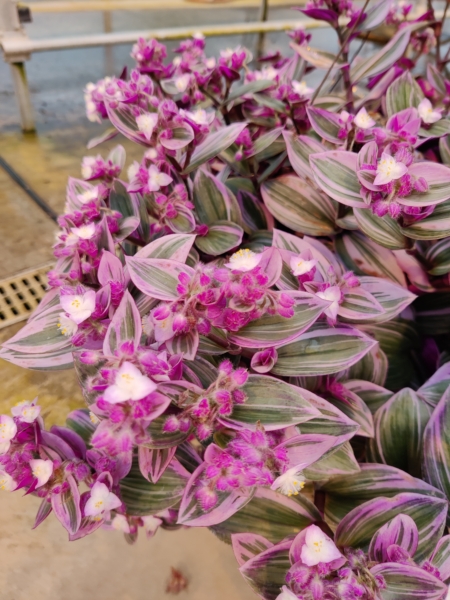 Tradescantia albiflora | White Wandering Jew 'Nanouk' plant