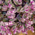 Tradescantia White Wandering Jew 'Nanouk' flowers