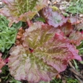 Red Rhubard Chimpans Red seeds