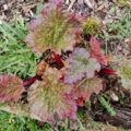 Chipman's Red Rhubarb plant