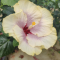 Tahitian Taui Hibiscus plant