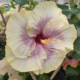 Tahitian Taui Hibiscus flower