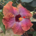 Connie Roush Hibiscus plant