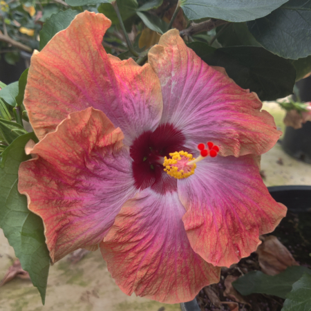 Connie Roush Hibiscus plant