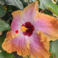 Connie Roush Tropical Hibiscus Flowers