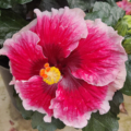 "Lana's Paradise' Hibiscus' flowering plant