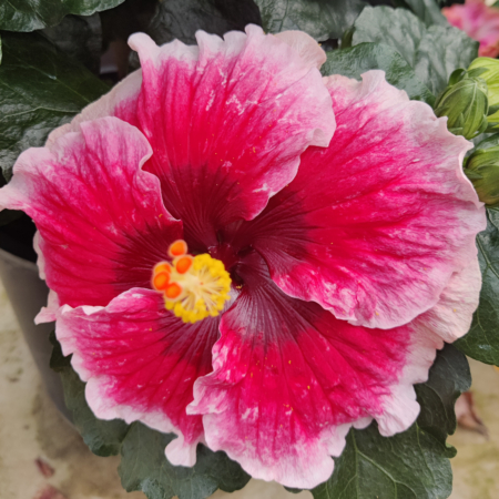 "Lana's Paradise' Hibiscus' flowering plant