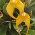 Masdevallia Orchid 'Tigre' x 'Edgar' yellow