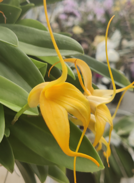 Kite Orchid 'Tigre' x 'Edgar' rooted plant