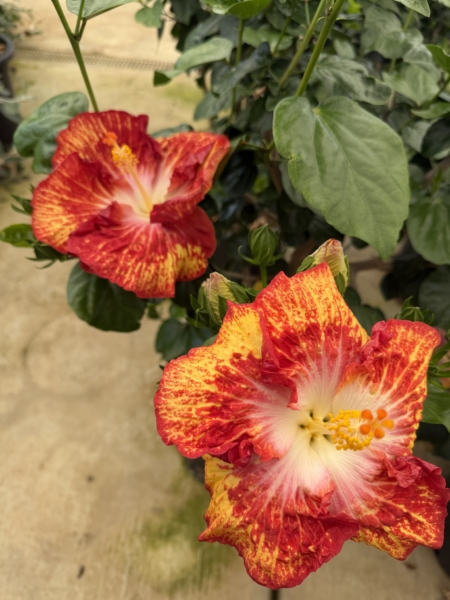 White Hot Tropical Hibiscus flowers