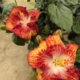 White Hot Tropical Hibiscus flowers